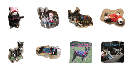 bostonterrier max karen