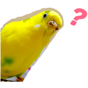 yellow bird of happiness kiki
