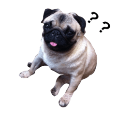 The pug's name is TOTOMI.