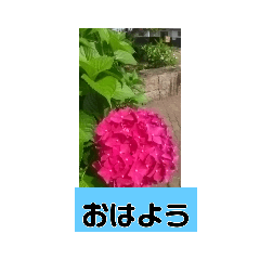 誕生日の花