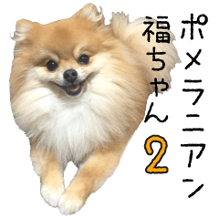 pomeranian fuku 2