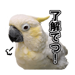 cockatoo sticker