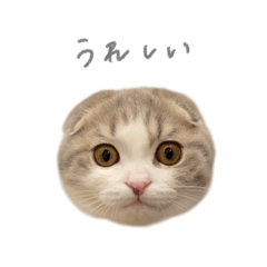 Very very round cat