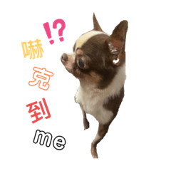 純種吉娃娃～牛牛 來啦～