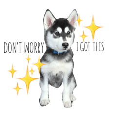 HIRO THE POMSKY ~puppy edition ~