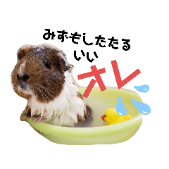 モルモット Lineクリエイターズスタンプまとめ Stamplist