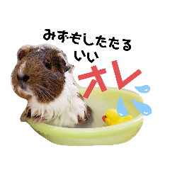 モルモット Lineクリエイターズスタンプまとめ Stamplist モルモット Lineクリエイターズスタンプまとめ Stamplist