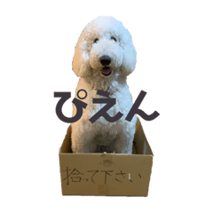 momoko_20210608111046