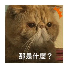 橘子的12種表情包