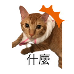 小寶貓咪貼圖貼圖2