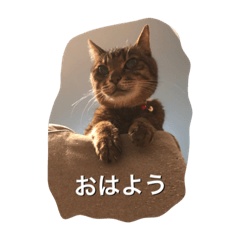 Cat everyday stamp