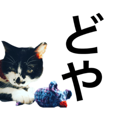 Cat speaking Japanese2