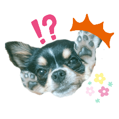 konakonadog
