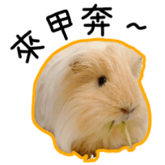 Guinea Pigs animated stickers