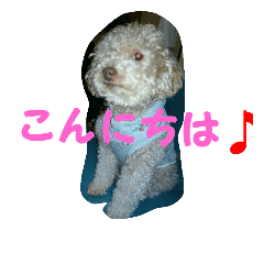 toypoodle no dekamoji nichizyou kaiwa