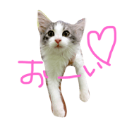 kitty Parsley