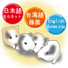 豚鼠(台湾+日本+英语)