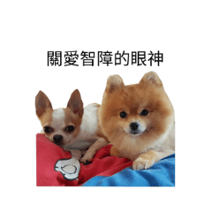 Chihuahua and Pomeranian's daily life