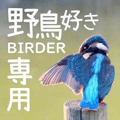 For Birder Wild Birds Sticker 01Everyday