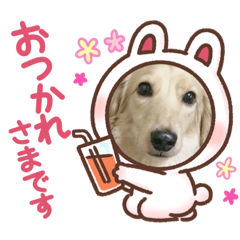 WAN  WAN  DOG  PRETTY