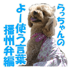 toy poodle LUCK 3