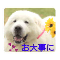 Great pyrenees,Rio, and flowers