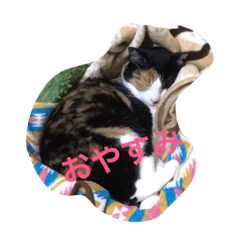 my lovery cat
