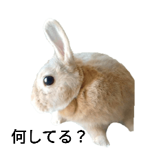 maronrabbit