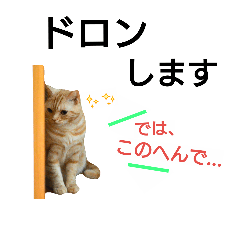 anzu cat(buzzword)