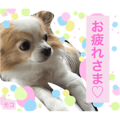 A good friend Chihuahuazu