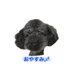 toypoo_8