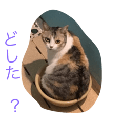 Katayama's Tiny House