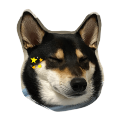 shiba inu kotaro teruya