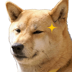 Shiba Inu Yuge's daily