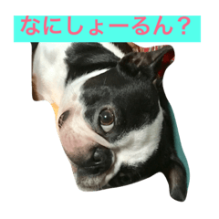 Boston terrier in Hiroshima dialect