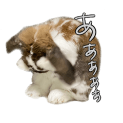 ponzu_20210609153800