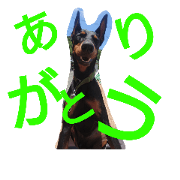 Doberman??