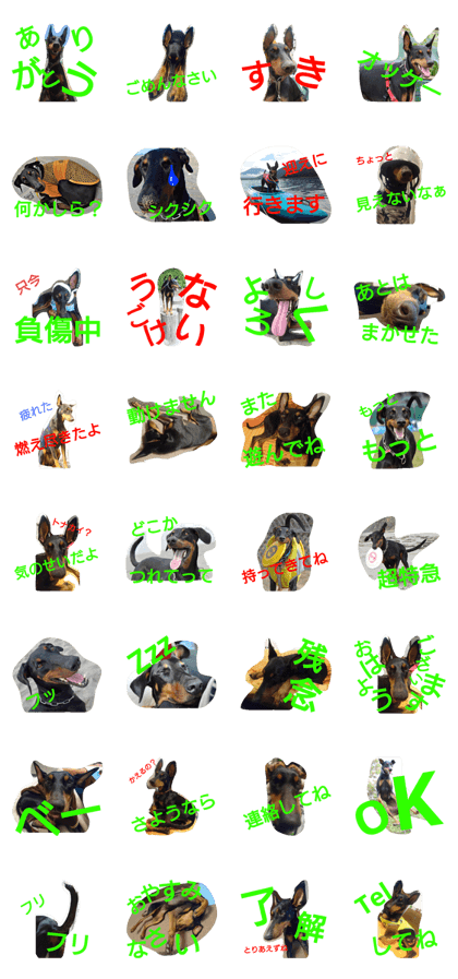 Doberman??