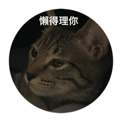 喵星人的北爛生活