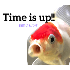 goldfish and time