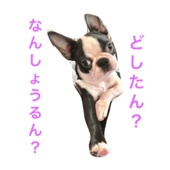 Boston Terrier in Hiroshima dialect 3