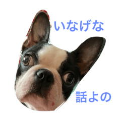 Boston terrier in Hiroshima dialect2