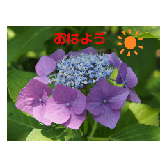 hana_20210609222440