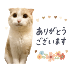 可愛い猫の敬語スタンプ