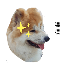 Akita_Lion Part.1