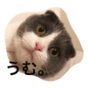 kazuocat