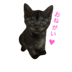 Kitty of a cat