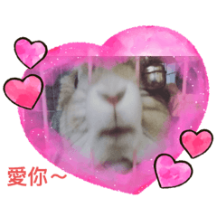 萌動物日常