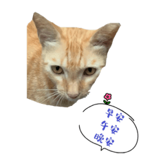 貓の表情包