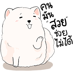 Yuki - Little White Pom Dog